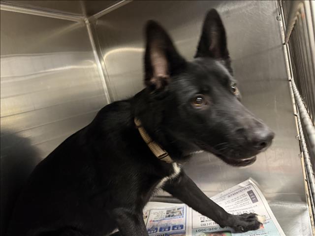 Shelter Stray Male Dog last seen , 14409 Vanowen St, Van Nuys, CA 91405, USA