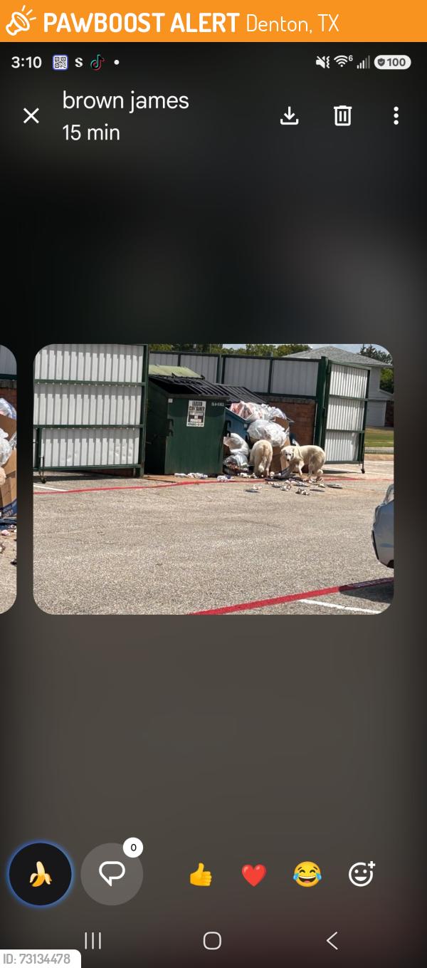 Found/Stray Unknown Dog last seen Don't know, Denton, TX 76201