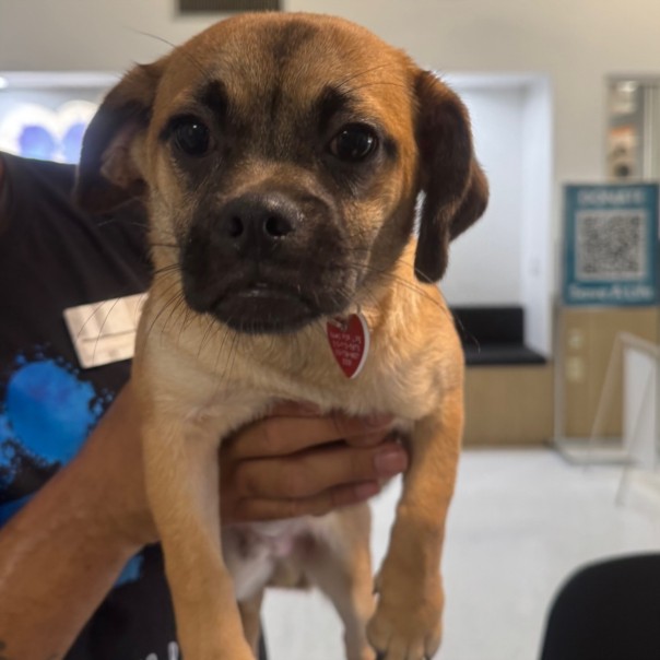 Shelter Stray Male Dog last seen , 14409 Vanowen St, Van Nuys, CA 91405, USA