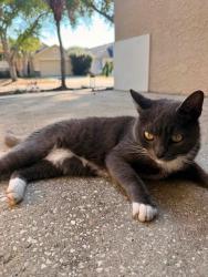 Lost Female Cat last seen Somersby Drive - Kensington circle, Riverview, FL 33602