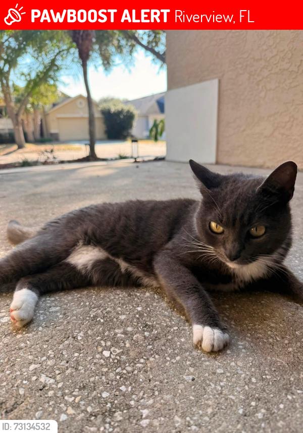 Lost Female Cat last seen Somersby Drive - Kensington circle, Riverview, FL 33602