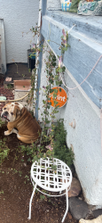 Found/Stray Male Dog last seen Cedar and Bonanza, Las Vegas, NV 89110