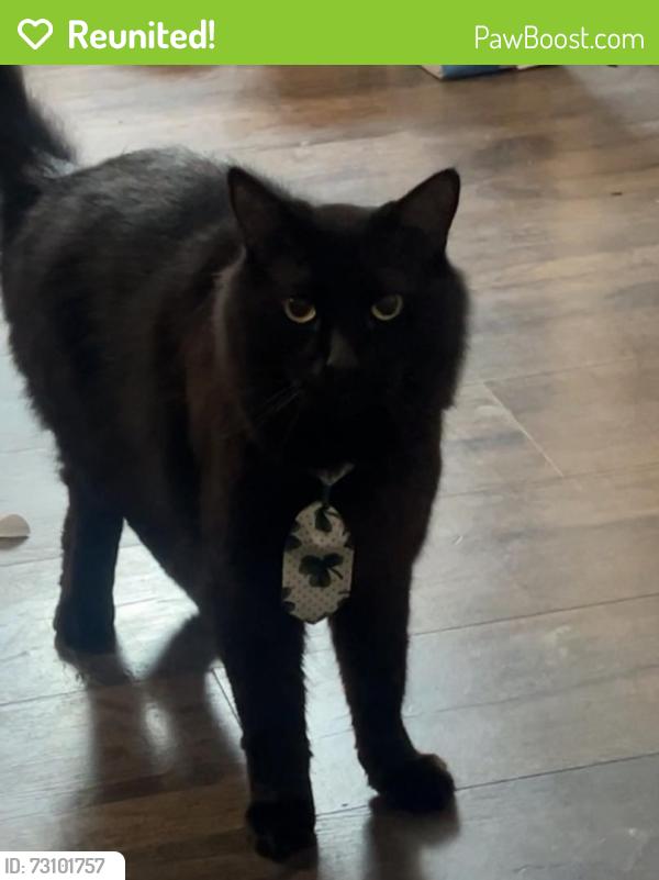 Reunited Male Cat last seen Oak aveenue, Folsom, CA 95630