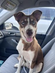 Found/Stray Female Dog last seen Persimmon St and Williston Dr, Corpus Christi, TX 78415
