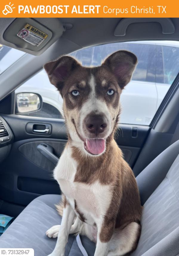 Found/Stray Female Dog last seen Persimmon St and Williston Dr, Corpus Christi, TX 78415