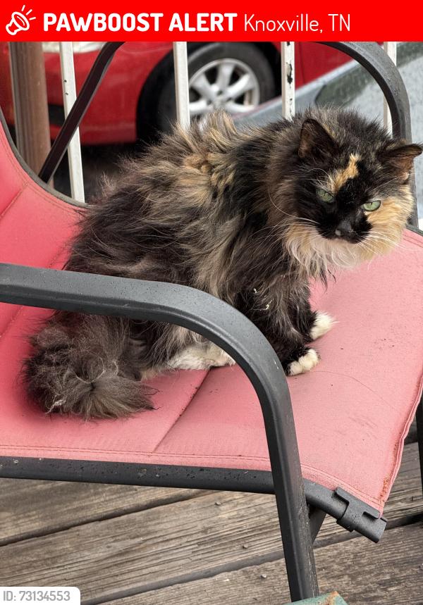 Lost Female Cat last seen Creek Ridge apmts, Knoxville, TN 37912