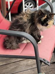 Lost Female Cat last seen Creek Ridge apmts, Knoxville, TN 37912