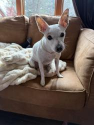Lost Female Dog last seen Rockford twp, Delano, MN 55328