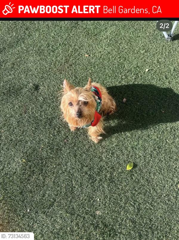 Lost Female Dog last seen Foster Bridge & Emil, Bell Gardens, CA 90201