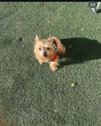 Lost Female Dog last seen Foster Bridge & Emil, Bell Gardens, CA 90201