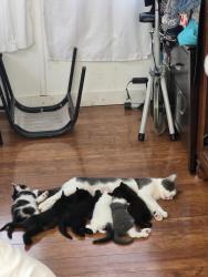 Lost Female Cat last seen Stafford st, Worcester, MA 01603
