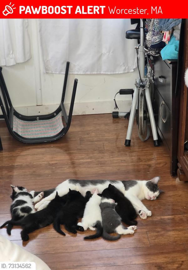 Lost Female Cat last seen Stafford st, Worcester, MA 01603