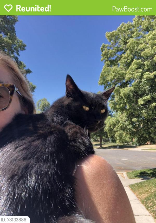 Reunited Male Cat last seen Likes to roam Laird and Mayfair, Salt Lake City, UT 84105