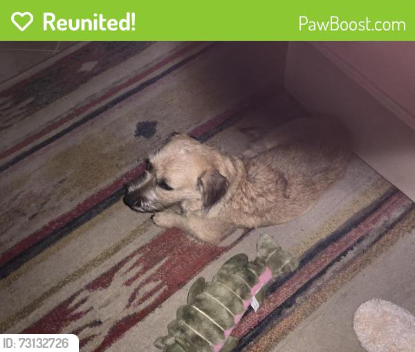 Reunited Unknown Dog last seen Between Round Mountain/Sandy Rd and Hwy. 281 Johnson City,Tx, Johnson City, TX 78636