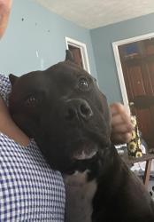 Reunited Male Dog last seen New York and Lake Lansing Road, Lansing, MI 48906