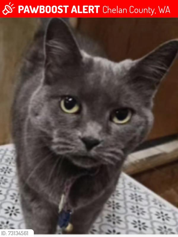 Lost Female Cat last seen Lost near 18149 North Shore Dr. near where the old cougar Inn used to be, Chelan County, WA 98826