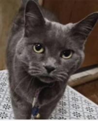 Lost Female Cat last seen Lost near 18149 North Shore Dr. near where the old cougar Inn used to be, Chelan County, WA 98826