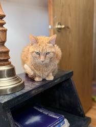 Reunited Male Cat last seen Bass Lake Road & Hwy 81/West Broadway, Minneapolis, MN 55428