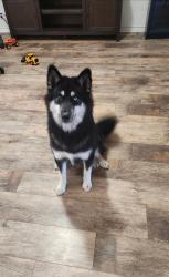 Reunited Female Dog last seen Ingram and potranco, San Antonio, TX 78251