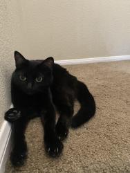 Lost Female Cat last seen Greenway, Henderson, NV 89002
