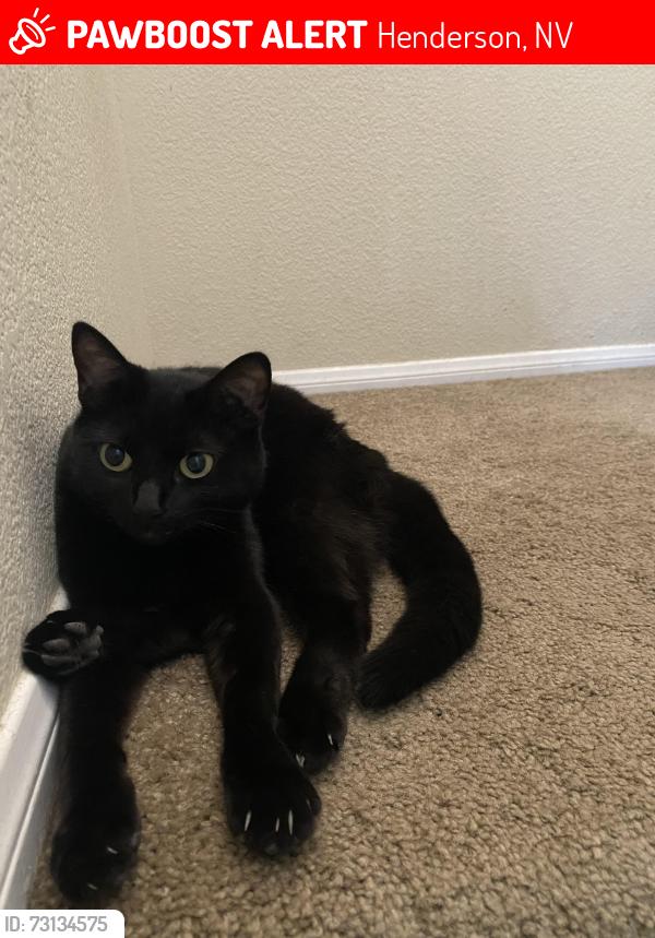 Lost Female Cat last seen Greenway, Henderson, NV 89002