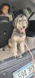 Reunited Male Dog last seen Near W Encanto Blvd, Phoenix, AZ 85035, USA, Phoenix, AZ 85035