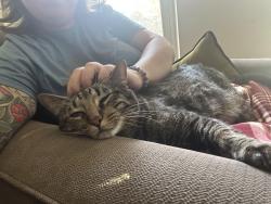 Lost Male Cat last seen Morrisdale gazebo, Euless, TX 76040