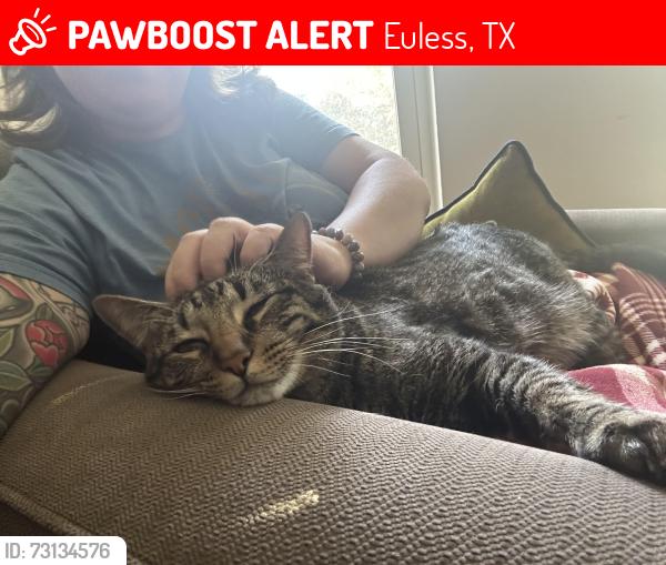 Lost Male Cat last seen Morrisdale gazebo, Euless, TX 76040