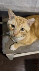 Reunited Male Cat last seen Holzwarth near the Kroger, Spring, TX 77388