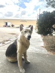 Reunited Female Dog last seen Murphy and Williams Odessa TX, Odessa, TX 79763