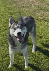Reunited Male Dog last seen Henson st, Sedro-Woolley, WA 98284