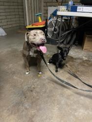 Reunited Unknown Dog last seen Orchid & hartford, Chandler, AZ 85225