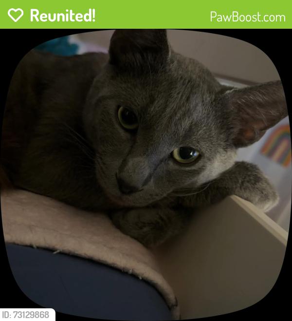Reunited Male Cat last seen Vesta & birch st., San Diego, CA 92113