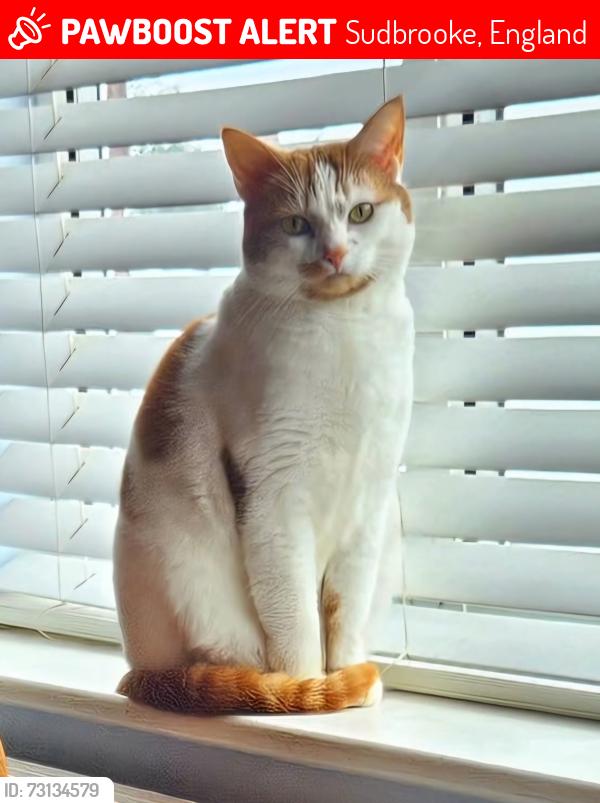Lost Female Cat last seen Parklands, Sudbrooke, Sudbrooke, England 