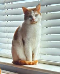 Lost Female Cat last seen Parklands, Sudbrooke, Sudbrooke, England 