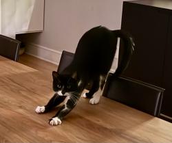 Reunited Male Cat last seen Lakeview place, Avondale Estates, GA 30002