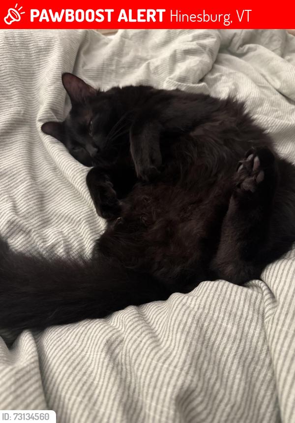 Lost Male Cat last seen Red barn with horses, Hinesburg, VT 05461
