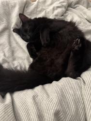 Lost Male Cat last seen Red barn with horses, Hinesburg, VT 05461