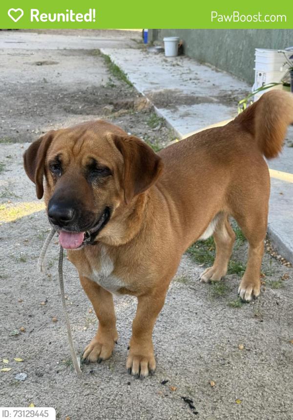 Reunited Male Dog last seen Nears Gunnersonst and lash st, Lake Elsinore, CA 92530