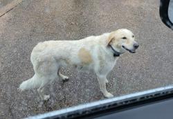 Found/Stray Unknown Dog last seen Canyon Trail, McGregor, TX 76657, McGregor, TX 76657