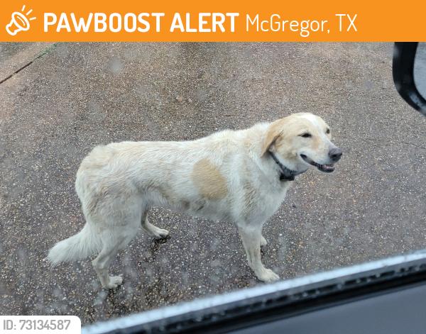 Found/Stray Unknown Dog last seen Canyon Trail, McGregor, TX 76657, McGregor, TX 76657