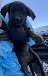Shelter Stray Female Dog last seen S Henderson Rd & S Grantland Ave, Raisin City Zone Fresno CO 1A 93652,, 1510 W Dan Ronquillo Dr, Fresno, CA 93706, USA