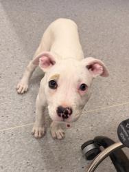 Shelter Stray Female Dog last seen Carver Park Estates 4312 Friendly Ct, 5th District, OH, 9203 Detroit Ave, Cleveland, OH 44102, USA