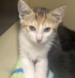 Shelter Stray Female Cat last seen Near North Indian Creek Drive, Clarkston, GA, 30021, 30021, GA, 3280 Chamblee Dunwoody Rd, Chamblee, GA 30341, USA