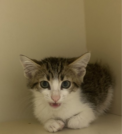Shelter Stray Male Cat last seen Near North Indian Creek Drive, Clarkston, GA, 30021, 30021, GA, 3280 Chamblee Dunwoody Rd, Chamblee, GA 30341, USA
