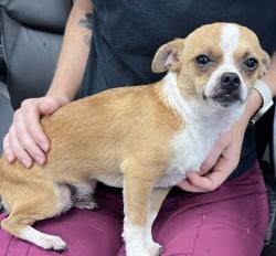 Shelter Stray Male Dog last seen Near terminal dr, New Bern City Limits, NC, 1639 Old Airport Rd, New Bern, NC 28562, USA