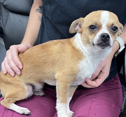 Shelter Stray Male Dog last seen Near terminal dr, New Bern City Limits, NC, 1639 Old Airport Rd, New Bern, NC 28562, USA