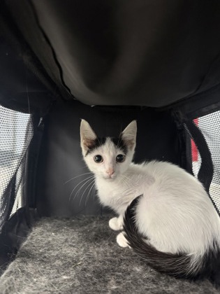 Shelter Stray Male Cat last seen Downtown New Bern, New Bern City Limits, NC, 1639 Old Airport Rd, New Bern, NC 28562, USA