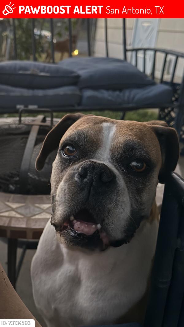 Lost Female Dog last seen Salado Creek Trails, San Antonio, TX 78223