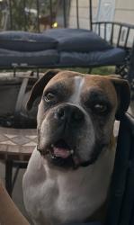 Lost Female Dog last seen Salado Creek Trails, San Antonio, TX 78223